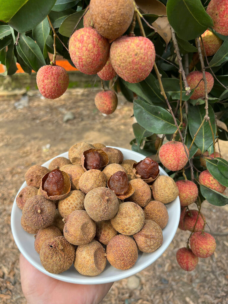 1KG VẢI THIỀU SẤY KHÔ CHUẨN LOẠI 1 KHÔNG SÂU ĐẦU, KHÔNG HÓA CHẤT