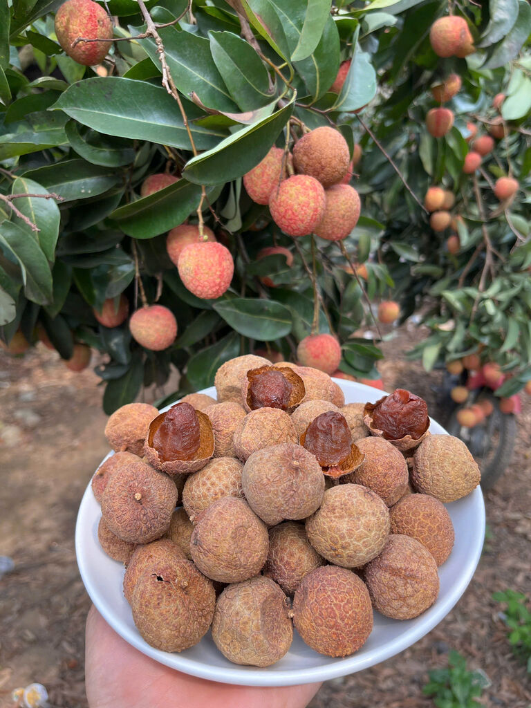 1KG VẢI THIỀU SẤY KHÔ CHUẨN LOẠI 1 KHÔNG SÂU ĐẦU, KHÔNG HÓA CHẤT - Ảnh 3